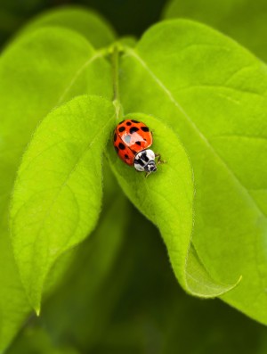 Red Ladybug